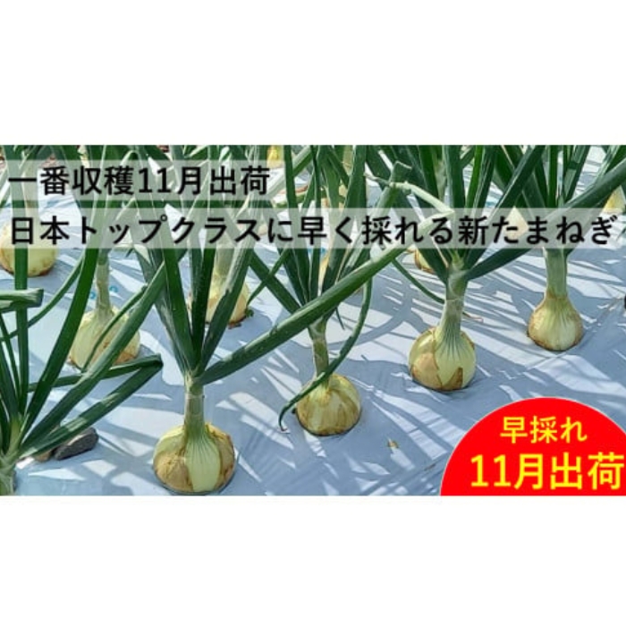 訳あり 新たまねぎ 5kg シルクオニオン 野菜 サラダ 玉ねぎ たまねぎ 新玉 スープ カレー サイズミックス 大小 傷 国産 オニオン 常温 送料無料 愛媛県 愛南町青果市場 発送:11月上旬～