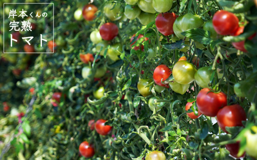 岸本くんの完熟トマト 約3.2kg ( 400g×８パック )  野菜 産地 直送 人気 国産 愛媛県 愛南町 発送期間：2026年2月1日～6月20日	