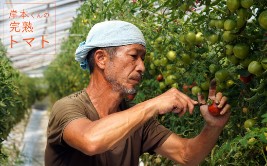 岸本くんの完熟トマト 約3.2kg ( 400g×８パック )  野菜 産地 直送 人気 国産 愛媛県 愛南町 発送期間：2026年2月1日～6月20日	