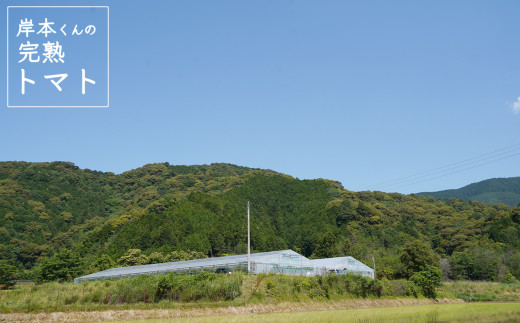 岸本くんの完熟トマト 約3.2kg ( 400g×８パック )  野菜 産地 直送 人気 国産 愛媛県 愛南町 発送期間：2026年2月1日～6月20日	