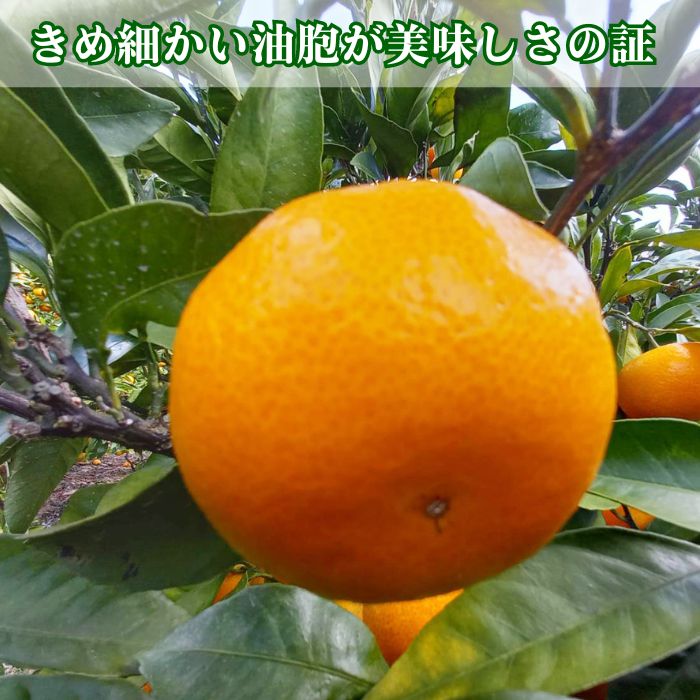 訳あり 愛媛みかん 早生みかん 5kg 早生みかん 蜜柑 みかん 温州みかん 早生 愛媛みかん オレンジ 果物 フルーツ 柑橘 人気 サイズ 不揃い サイズミックス 愛媛県 愛南町青果市場 発送期間：2024年11月初旬～11月末(なくなり次第終了)