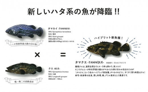 クエ 鍋セット 1kg タマクエ 切り身 ＋ アラ 合計 4～6人前(500g×2) 冷凍 クエ 高級 幻 新種 鍋 アラ鍋 海鮮 刺身 生食 脂 プレミアム 新鮮 白身魚 淡泊 蒸し料理 グリル 規格外 九絵 レモン ギフト 贈り物 プレゼント 愛南サン・フィッシュ