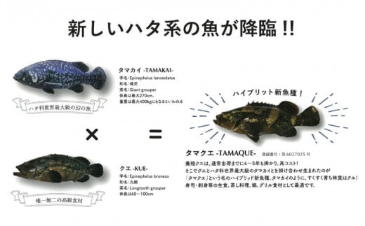 クエ 鍋セット 2kg タマクエ 切り身 ＋ アラ 合計 8～10人前 (500g×4) 冷凍 クエ 高級 幻 新種 鍋 アラ鍋 海鮮 刺身 生食 脂 プレミアム 新鮮 白身魚 淡泊 蒸し料理 グリル 規格外 九絵 レモン 藻塩 ギフト 贈り物 プレゼント 愛南サン・フィッシュ