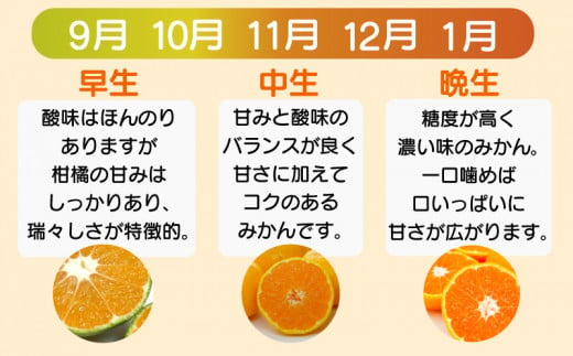 訳あり 愛媛みかん 約5kg 【発送期間：9月中旬～1月中旬】光センサー選果 柑橘 果物 国産 フルーツ 蜜柑 大小 ミックス 不揃い 傷 温州 ビタミン 美味しい みかん職人武田屋 愛媛県 愛南町