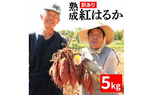 訳あり 熟成 紅はるか 5kg さつまいも いも 低温熟成 完全熟成収穫  M～2Lサイズ 高糖度 料理 国産 愛媛県 愛南町青果市場 発送時期：12月下旬～5月下旬（なくなり次第終了）