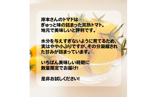 岸本くんの完熟ミニトマト イエローアイコ 180gパック×8 発送期間：2025年12月1日～2026年5月10日	