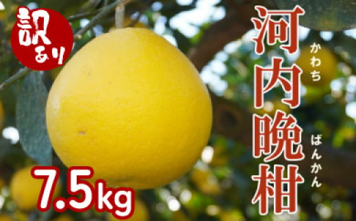 【 訳あり 】 先行予約 果樹園みどり の 樹齢30年 河内晩柑 7.5kg （ 訳あり ミックス  ）<発送期間：4月上旬～7月中旬> 家庭用 7.5kg 先行 事前 予約 受付 みかん 河内晩柑 かわちばんかん 愛南ゴールド 文旦 グレープフルーツ 和製 おいしい 愛媛 産地直送 国産 農家直送 期間限定 数量限定 特産品 ジュース 人気 限定 愛南 甘い フルーツ 柑橘 果樹園 みどり
