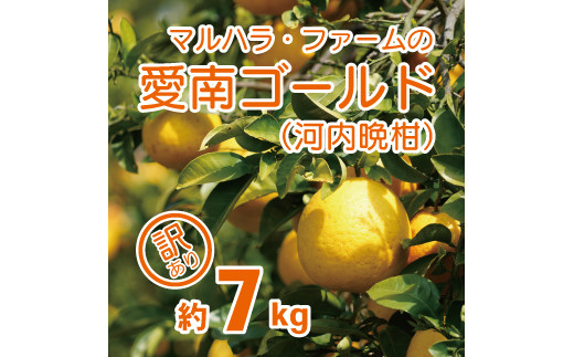 【訳あり】 河内晩柑 7kg 発送期間: 4月中旬～8月下旬 (なくなり次第終了) 先行予約 訳あり 河内晩柑 みかん かわちばんかん マルハラファーム 愛南ゴールド 柑橘 グレープフルーツ 和製 果物 フルーツ おいしい 愛媛 愛南 産地直送 国産 農家直送 果樹園 文旦 数量限定 人気 限定 ジューシー 甘い
