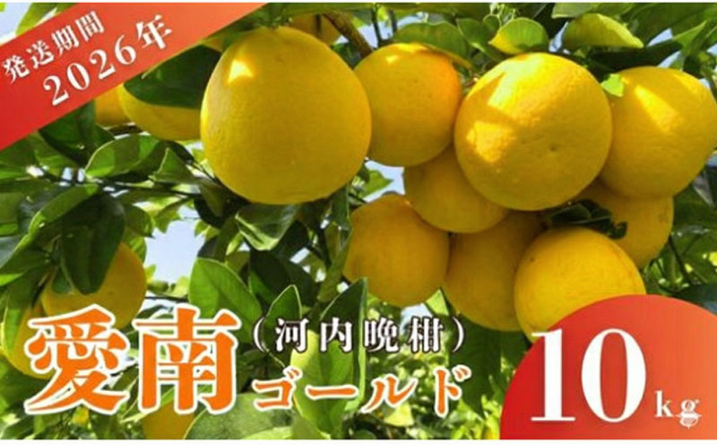 先行予約 愛南ゴールド（河内晩柑）約10kg みかん 蜜柑 河内晩柑 グレープフルーツ 柑橘 果物 フルーツ 前田ファーム 愛媛 愛南 発送: 2026年3月中旬～5月上旬 (なくなり次第終了)