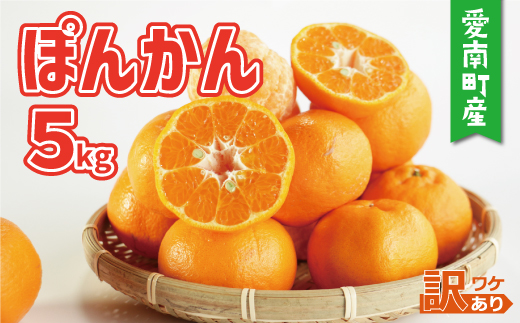 訳あり 家庭用 ぽんかん 5kg サイズ混合 7000円 みかん ポンカン ミカン mikan 国産 期間限定 数量限定 特産品 ジュース 人気 限定 愛南  新鮮 果実 さわやか 風味 甘い フルーツ 果物 柑橘 蜜柑 糖度 産地直送 農家直送 サイズミックス 果樹園 ミッチーのおみかん畑 愛南町 愛媛県 