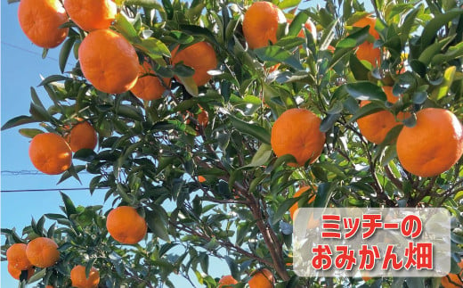 訳あり 家庭用 ぽんかん 5kg サイズ混合 7000円 みかん ポンカン ミカン mikan 国産 期間限定 数量限定 特産品 ジュース 人気 限定 愛南  新鮮 果実 さわやか 風味 甘い フルーツ 果物 柑橘 蜜柑 糖度 産地直送 農家直送 サイズミックス 果樹園 ミッチーのおみかん畑 愛南町 愛媛県 