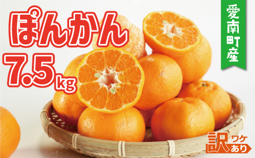 訳あり 家庭用 ぽんかん 7.5kg サイズ混合 10000円 みかん ポンカン ミカン mikan 国産 期間限定 数量限定 特産品 ジュース 人気 限定 愛南  新鮮 果実 さわやか 風味 甘い フルーツ 果物 柑橘 蜜柑 糖度 産地直送 農家直送 サイズミックス 果樹園 ミッチーのおみかん畑 愛南町 愛媛県 