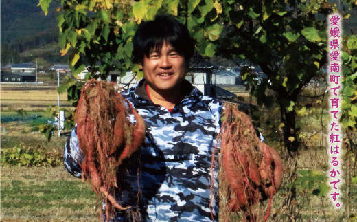 訳あり 紅はるか 10kg サイズミックス サツマイモ さつまいも やきいも 焼き芋 甘い ねっとり 土付き 芋 いも 甘藷 べにはるか スイーツ 産地直送 ぽぷら愛南 愛南町 愛媛県