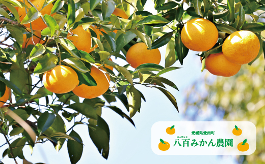 ã å
è¡äºçŽ ã èš³ãã å®ç çå€ 5kg <çºéæéïŒ2027幎3æäžæ¬ïœç¡ããªã次第çµäº> å
«çŸã¿ãã蟲å ã® å®ç çå€ 7000å å®¶åºçš èš³ãã å
è¡ äºå äºçŽ åä» ã¿ãã ããŸãªã€ å€ã¿ãã ã°ã¬ãŒããã«ãŒã ããŒãã¬ãŒã ãŒãªãŒ é²è
å€äžäœ¿çš æåª ç£å°çŽé åœç£ 蟲家çŽé ç³åºŠ ææš¹å æééå® æ°ééå® ç¹ç£å ãžã¥ãŒã¹ äººæ° éå® æå ãããã çã ãã«ãŒã æç© ææ© èæ