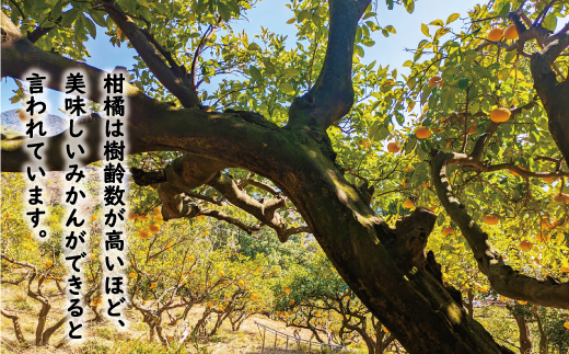 数量限定 先行予約 訳あり 木成り 完熟 甘夏 15kg 10000円 樹齢 50年 みかん あまなつ 夏みかん グレープフルーツ だいだい 家庭用 事前 予約 受付 産地直送 国産 農家直送 糖度 果樹園 期間限定 特産品 ゼリー マーマレード ピール ジュース デザート 等に 人気 甘い おいしい フルーツ 果物 柑橘 蜜柑 規格外 減農薬 あいなん総合ファクトリー 愛南町 愛媛県