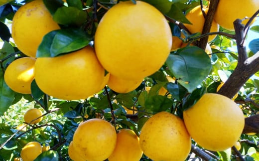 訳あり 愛南ゴールド ( 河内晩柑 )  8kg みかん 蜜柑 河内晩柑 和製 グレープフルーツ 傷 不揃い 規格外 常温 愛媛県 愛南町青果市場 発送: 4月上旬～なくなり次第終了