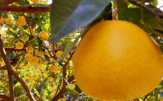 訳あり 愛南ゴールド ( 河内晩柑 )  8kg みかん 蜜柑 河内晩柑 和製 グレープフルーツ 傷 不揃い 規格外 常温 愛媛県 愛南町青果市場 発送: 4月上旬～なくなり次第終了