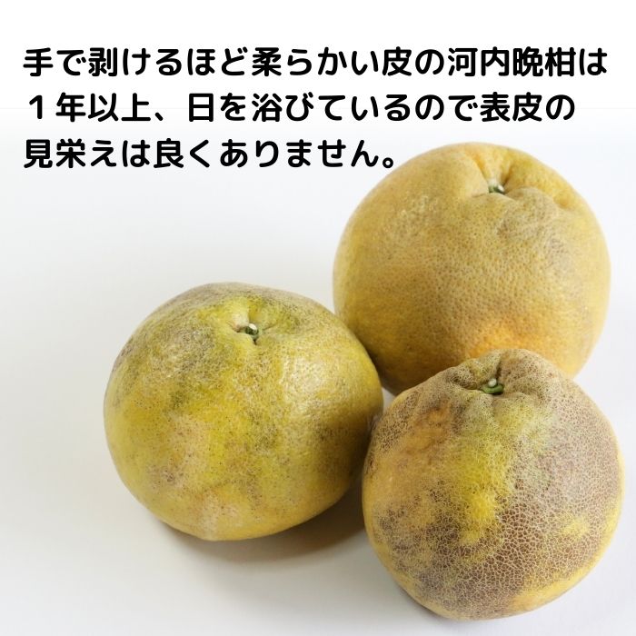 訳あり 愛南ゴールド ( 河内晩柑 )  8kg みかん 蜜柑 河内晩柑 和製 グレープフルーツ 傷 不揃い 規格外 常温 愛媛県 愛南町青果市場 発送: 4月上旬～なくなり次第終了