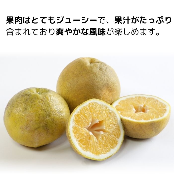 訳あり 愛南ゴールド ( 河内晩柑 )  8kg みかん 蜜柑 河内晩柑 和製 グレープフルーツ 傷 不揃い 規格外 常温 愛媛県 愛南町青果市場 発送: 4月上旬～なくなり次第終了