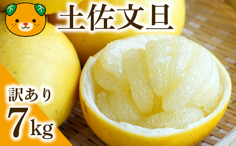 訳あり 土佐文旦 7kg みかん 蜜柑 文旦 ぶんたん 柑橘 果物 フルーツ ゼリー  ジュース アイス 国産 愛媛県 愛南町青果市場 発送:2月中旬～(なくなり次第終了)