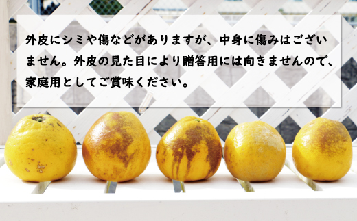 先行予約 訳あり 河内晩柑 樹齢 20年以上 9kg （ サイズおまかせ） 7000円 みかん かわちばんかん 愛南ゴールド あいなん ゴールド 美生柑 文旦 グレープフルーツ 和製 家庭用 産地直送 国産 農家直送 期間限定 数量限定 先行 受付 事前 予約 ビタミン 特産品 ゼリー ジュース 人気 限定 さわやか 甘い フルーツ 果物 柑橘 蜜柑 規格外 くらもとファーム 愛南町 愛媛県