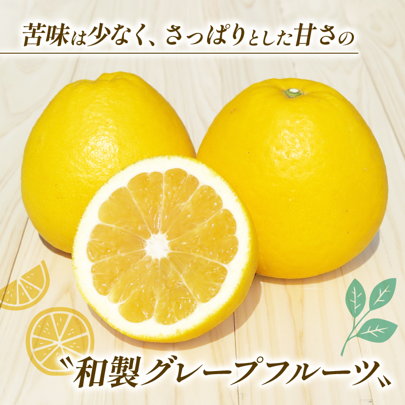 訳あり 清家ばんかんビレッジ の 河内晩柑 3kg お試し (なくなり次第終了) 5000円 愛媛 愛南