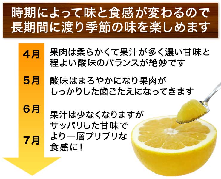 訳あり 清家ばんかんビレッジ の 河内晩柑 3kg お試し (なくなり次第終了) 5000円 愛媛 愛南