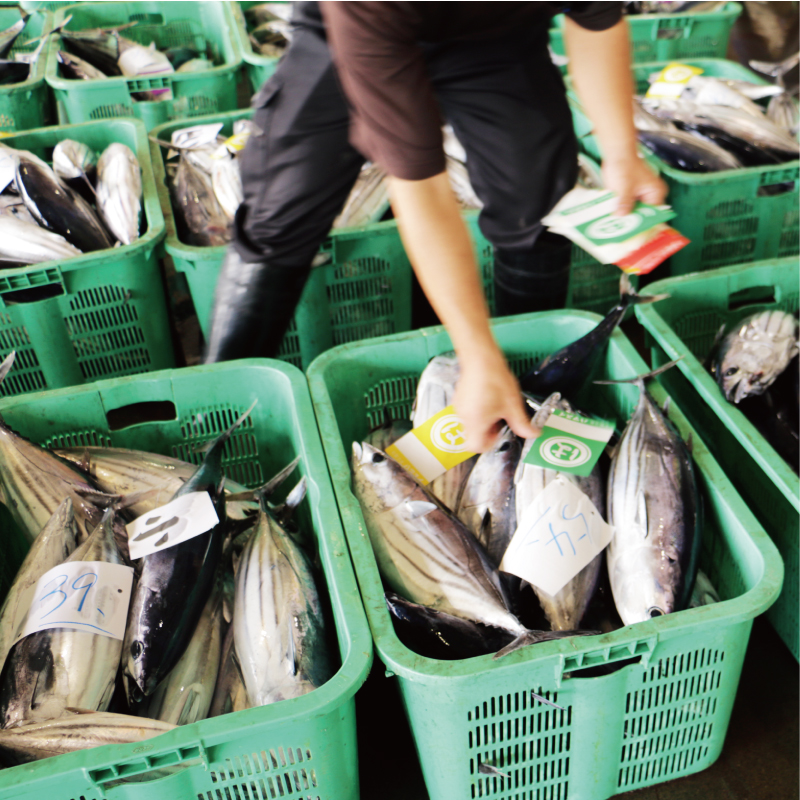 訳あり かつおのたたき 3kg 15000円 鰹のたたき カツオたたき 鰹たたき サイズ 不揃い 規格外 傷 小分け 真空 パック 新鮮 鮮魚 天然 鰹 四国一 水揚げ タタキ 肉 厚 冷凍 大容量 人気 ハマスイ 愛南町 愛媛県 愛南町 愛媛県