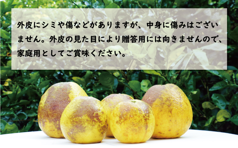 訳あり 河内晩柑 樹齢 30年以上 10kg （ サイズ おまかせ ） 7000円 みかん かわちばんかん 愛南ゴールド あいなん ゴールド 美生柑 文旦 グレープフルーツ 和製 家庭用 産地直送 国産 農家直送 期間限定 数量限定 ビタミン 特産品 ゼリー ジュース マーマレード ピール ドライフルーツ 人気 限定 さわやか 甘い フルーツ 果物 柑橘 蜜柑 規格外 愛南町 愛媛県 果樹園みどり