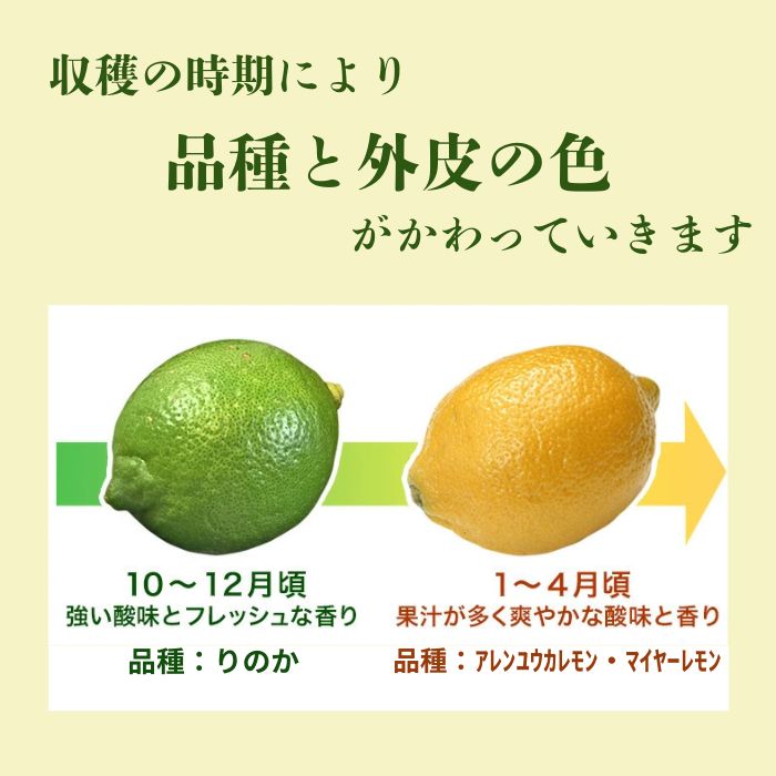 【訳あり】 レモン （ グリーンレモン ） 5kg サイズミック【発送時期：10月～4月】 グリーン レモン 防腐剤 ワックス 不使用 サイズミックス 清家ばんかんビレッジ 愛南町