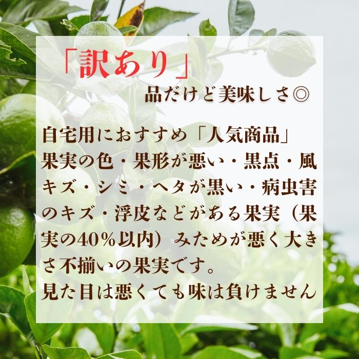 【訳あり】 レモン （ グリーンレモン ） 2kg サイズミックス 【発送時期：10月～4月】 グリーン レモン 防腐剤 ワックス 不使用 サイズミックス お試し 試供品 少量 5000円 清家ばんかんビレッジ 愛南町