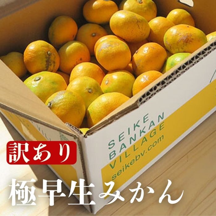 【訳あり】愛媛みかん （ 極早生 ） 3kg【発送時期：９月下旬～１１月下旬】2S-Lサイズ サイズミックス 愛媛みかん 温州みかん 一番みかん 柑橘 みかん 少量 お試し 試供品 5000円 愛媛県 愛南町 清家ばんかんビレッジ