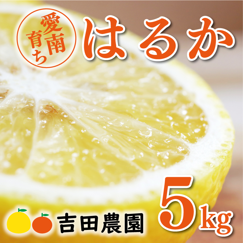 【先行予約】数量限定 はるか 5kg 10000円 みかん mikan 蜜柑 ミカン 国産 産地直送 農家直送 期間限定 特産品 ゼリー ジュース アイス 等に 人気 限定 フルーツ 果物 柑橘 甘い おいしい ジューシー お取り寄せ ギフト プレゼント サイズ ミックス 愛南町 愛媛県 吉田農園