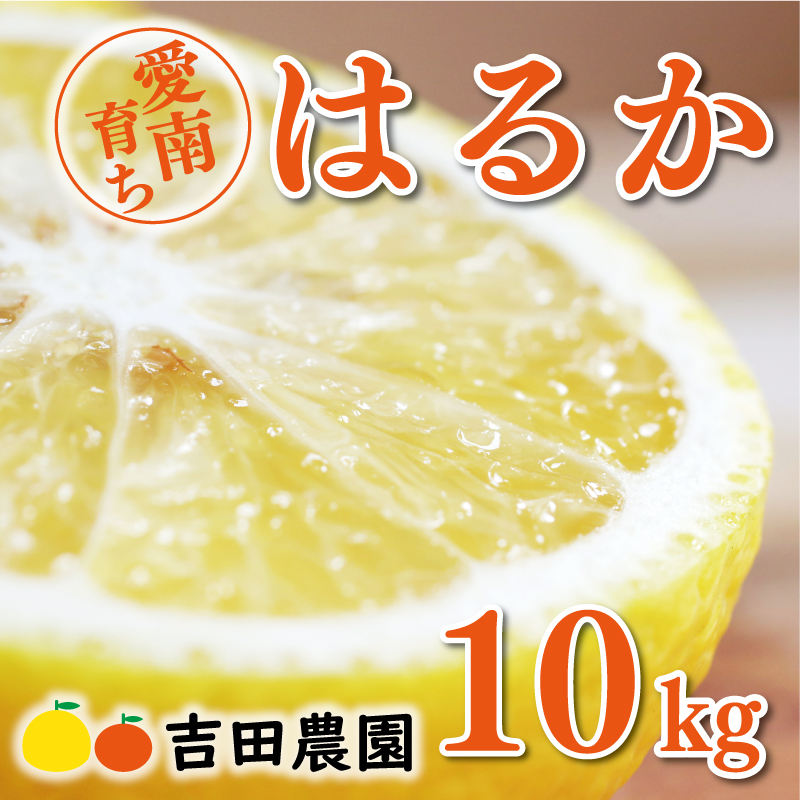 数量限定 先行予約 はるか 10kg 18000円 みかん mikan 蜜柑 ミカン 国産 産地直送 農家直送 期間限定 特産品 ゼリー ジュース アイス 等に 人気 限定 フルーツ 果物 柑橘 甘い おいしい ジューシー お取り寄せ ギフト プレゼント サイズ ミックス 吉田農園 愛南町 愛媛県