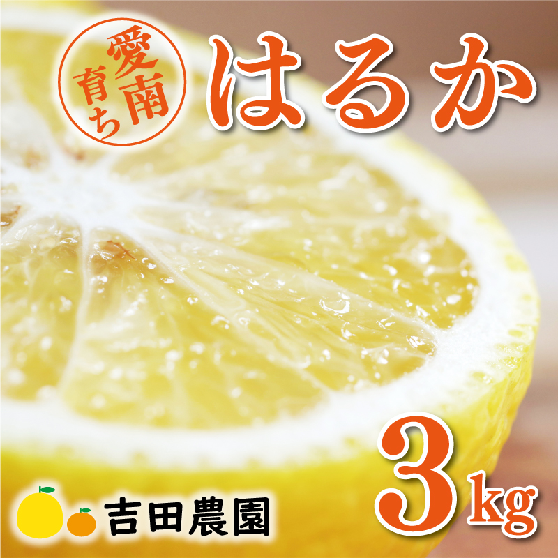 数量限定 先行予約 はるか 3kg 7000円 みかん mikan 蜜柑 ミカン 国産 産地直送 農家直送 期間限定 特産品 ゼリー ジュース アイス 等に 人気 限定 フルーツ 果物 柑橘 甘い おいしい ジューシー お取り寄せ ギフト プレゼント サイズ ミックス 愛南町 愛媛県 吉田農園