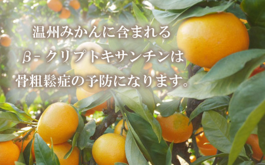 先行予約 訳あり 愛媛みかん 3kg 7000円 愛媛 みかん 温州みかん こたつ みかん mikan 蜜柑 ミカン 家庭用 産地直送 国産 農家直送 糖度 期間限定 数量限定 特産品 ゼリー ジュース アイス 人気 限定 甘い フルーツ 果物 柑橘 先行 事前 予約 受付 ビタミン 美味しい おいしい サイズ ミックス 吉田農園 愛南町 愛媛県