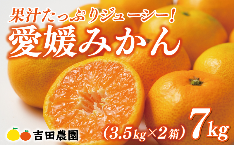 先行予約 愛媛みかん 合計 7kg （ 3.5kg × 2箱 ） 16000円 愛媛 みかん 温州みかん こたつ みかん mikan 蜜柑 ミカン 家庭用 贈答用 ギフト プレゼント お歳暮 産地直送 国産 農家直送 糖度 期間限定 数量限定 特産品 ゼリー ジュース アイス 人気 限定 甘い フルーツ 果物 柑橘 先行 事前 予約 受付 ビタミン 美味しい おいしい 愛南町 愛媛県 吉田農園