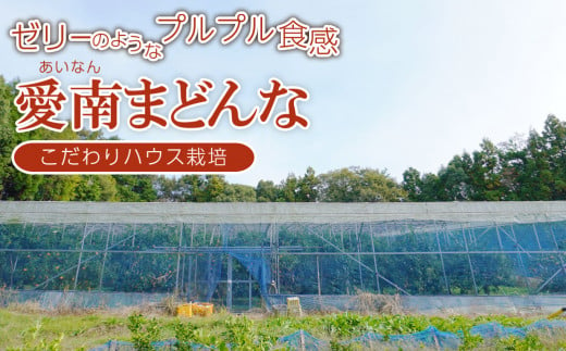 先行 予約 訳あり 愛南 まどんな 5kg 【 青秀品 】 みかん 20000円 愛果28号 紅まどんな 同品種 あいか アイカ 高級 人気 ブランド 柑橘 果物 フルーツ ハウス栽培 施設栽培 ギフト プレゼント 数量限定 期間限定 産地直送 国産 農家直送 特産品 お取り寄せ mikan 蜜柑 ミカン マドンナ スマイルカット 甘い おいしい ゼリー ぷるぷる 愛南町 愛媛県 果樹園みどり