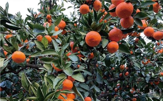 先行予約 訳あり 温州みかん 5kg 7000円 愛媛 みかん こたつ みかん 愛媛みかん ミカン mikan 家庭用 産地直送 国産 農家直送 糖度 果樹園 期間限定 数量限定 特産品 ゼリー ジュース アイス 人気 限定 甘い 果実 果肉 フルーツ 果物 柑橘 蜜柑 先行 事前 予約 受付 ビタミン 健康 おいしい ジューシー 規格外 サイズ ミックス 愛南町 愛媛県 ミッチーのおみかん畑