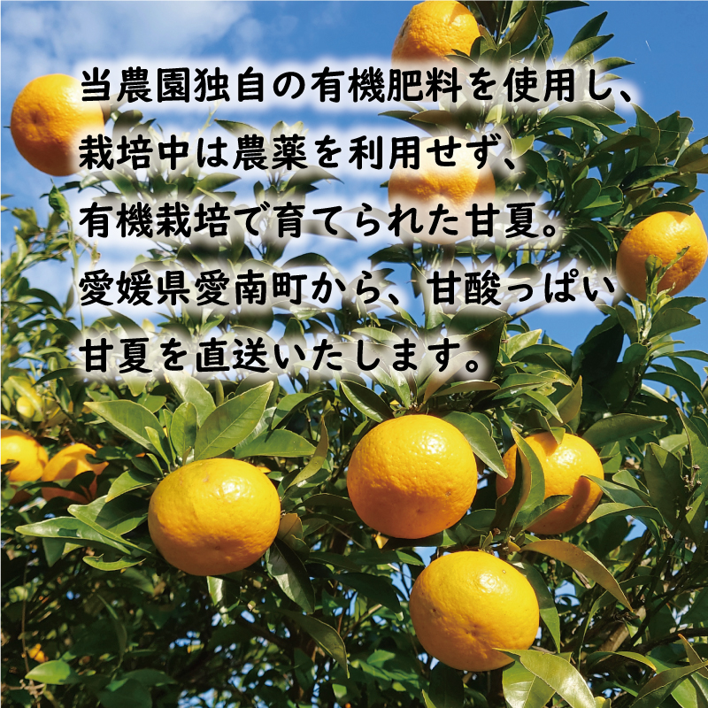 先行予約 訳あり 甘夏 10kg 7000円 樹齢25年 以上 みかん mikan 蜜柑 あまなつ 夏みかん グレープフルーツ だいだい 家庭用 事前 予約 受付 産地直送 国産 農家直送 糖度 期間限定 数量限定 特産品 ゼリー マーマレード ピール ジュース デザート 人気 限定 おいしい 果実 果肉 フルーツ 果物 柑橘 美味しい サイズ ミックス 減農薬 くらもとファーム 愛南町 愛媛県