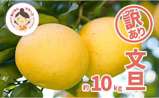 先行予約 訳あり 文旦 10kg （ Lサイズ 以上 ） 10000円 ぶんたん みかん mikan 蜜柑 ミカン 家庭用 産地直送 国産 農家直送 減農薬 糖度 期間限定 数量限定 特産品 ゼリー ジュース アイス 人気 限定 甘い 果実 果肉 フルーツ 果物 柑橘 先行 事前 予約 受付 ビタミン 健康 美味しい おいしい ジューシー サイズ ミックス あいなんマザーズ 愛南町 愛媛県