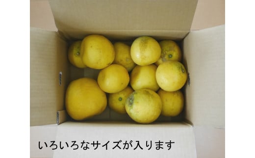 先行予約 訳あり 河内晩柑 3kg 5000円 お試し用 みかん わけあり かわちばんかん 愛南ゴールド あいなん ゴールド 夏 文旦 グレープフルーツ 和製 家庭用 少量 お試し 産地直送 国産 農家直送 期間限定 数量限定 先行 受付 事前 予約 ビタミン 健康 おいしい 特産品 ゼリー ジュース 人気 限定 さわやか 甘い フルーツ 果物 柑橘 蜜柑 規格外 吉田農園 愛南町 愛媛県