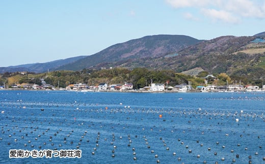 先行予約 愛南かき （ むき身 500g ・ 殻付 1kg ） 10000円 牡蠣 身がき むき身 殻付き かき カキ オイスター 鍋 カキフライ ミルク ソテー クリームシチュー グラタン 牡蠣鍋 蒸し 酒蒸し オイル漬 塩辛 冷蔵 国産 産地直送 期間限定 数量限定 特産品 海鮮 魚介 養殖 人気 限定 愛南町 愛媛県