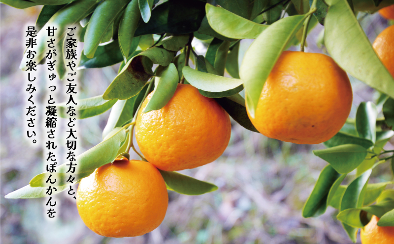 先行予約 訳あり ポンカン 5kg 7000円 ぽんかん みかん mikan 蜜柑 わけあり ミカン 家庭用 産地直送 国産 農家直送 防腐剤不使用 糖度 期間限定 数量限定 特産品 ゼリー ジュース アイス 人気 限定 甘い 果実 果肉 フルーツ 果物 柑橘 先行 事前 予約 受付 ビタミン 健康 美味しい おいしい ジューシー さわやか サイズ ミックス 八百みかん農園 愛南町 愛媛県