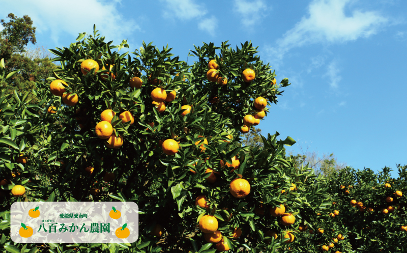 先行予約 訳あり ポンカン 5kg 7000円 ぽんかん みかん mikan 蜜柑 わけあり ミカン 家庭用 産地直送 国産 農家直送 防腐剤不使用 糖度 期間限定 数量限定 特産品 ゼリー ジュース アイス 人気 限定 甘い 果実 果肉 フルーツ 果物 柑橘 先行 事前 予約 受付 ビタミン 健康 美味しい おいしい ジューシー さわやか サイズ ミックス 八百みかん農園 愛南町 愛媛県