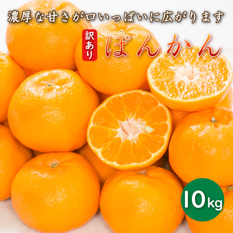 【先行予約】 訳あり 減農薬 ポンカン 10kg 愛南フルーツ サイズミックス サイズ混合 不揃い 柑橘 蜜柑 愛媛 みかん 果物 フルーツ 産地 産直 発送期間: 2027年1月中旬～なくなり次第終了