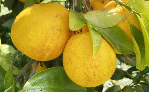 家庭用 愛南ゴールド（河内晩柑）約5kg みかん 蜜柑 河内晩柑 グレープフルーツ 柑橘 果物 フルーツ 前田ファーム 愛媛 愛南 【発送期間 3月下旬～5月上旬 】(なくなり次第終了)