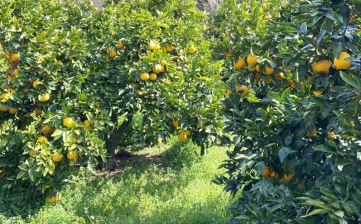 家庭用 愛南ゴールド（河内晩柑）約5kg みかん 蜜柑 河内晩柑 グレープフルーツ 柑橘 果物 フルーツ 前田ファーム 愛媛 愛南 【発送期間 3月下旬～5月上旬 】(なくなり次第終了)