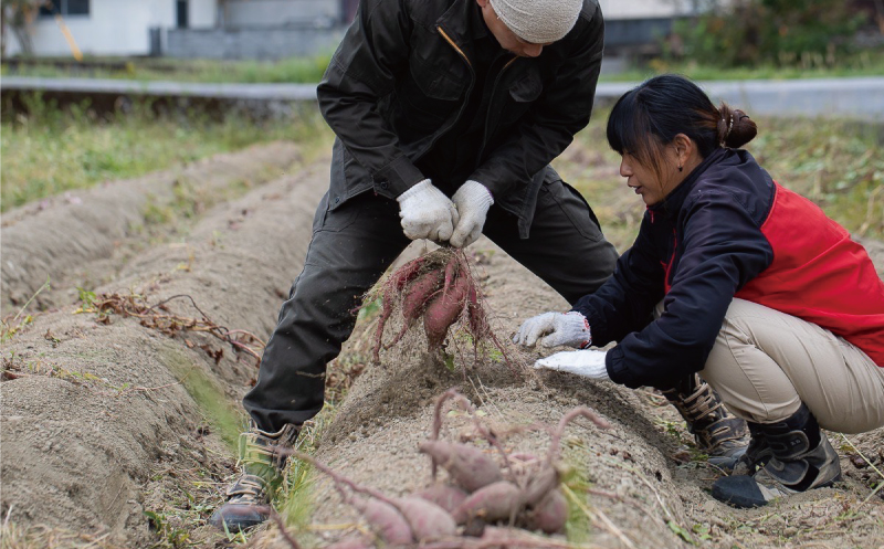 訳あり 熟成 安納芋 7.5kg サイズ混合 10000円 サツマイモ 焼き芋 干し芋 丸干し 冷凍焼き芋 冷やし焼き芋 やきいも 蜜芋 ほしいも スイートポテト フライドポテト いも天 サイズミックス  甘い ねっとり しっとり ほくほく 生芋 新芋 芋 いも 甘藷 あんのういも スイーツ おかず さつまいも 国産 人気 糖度 産地直送 農家直送 数量限定 ミッチーのおみかん畑 愛南町 愛媛県