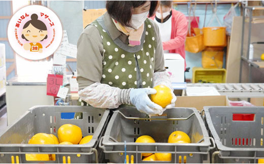 先行予約 河内晩柑 9kg 15000円 みかん かわちばんかん ミカン mikan 愛南ゴールド あいなん ゴールド 美生柑 文旦 グレープフルーツ 和製 産地直送 国産 農家直送 期間限定 数量限定 先行 受付 事前 予約 ビタミン 特産品 ゼリー ジュース 人気 限定 さわやか 甘い フルーツ 果物 柑橘 蜜柑 あいなんマザーズ 愛南町 愛媛県